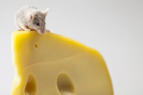 奶酪上的老鼠 — 图库照片