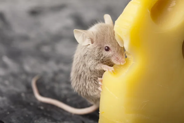 Ratón divertido en el queso — Foto de Stock