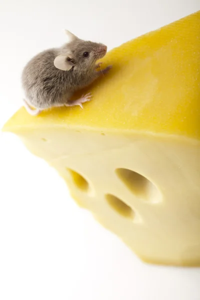 Ratón sobre el queso —  Fotos de Stock