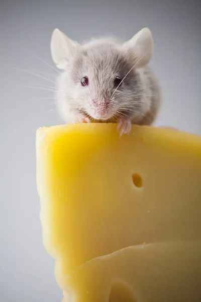 Ratón divertido en el queso —  Fotos de Stock