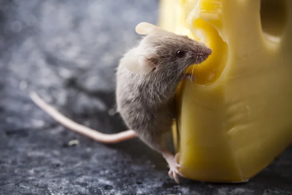 Grappige muis op de kaas — Stockfoto