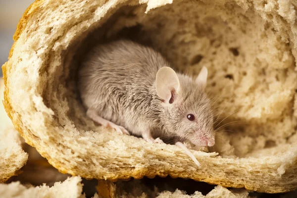 stock image Mouse and bread