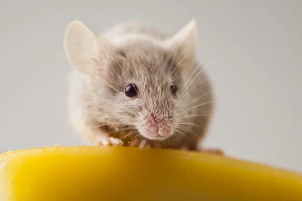 Αστείο ποντίκι στο τυρί — Φωτογραφία Αρχείου