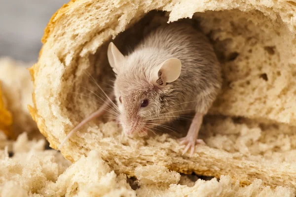 Mouse and bread — Stock Photo, Image