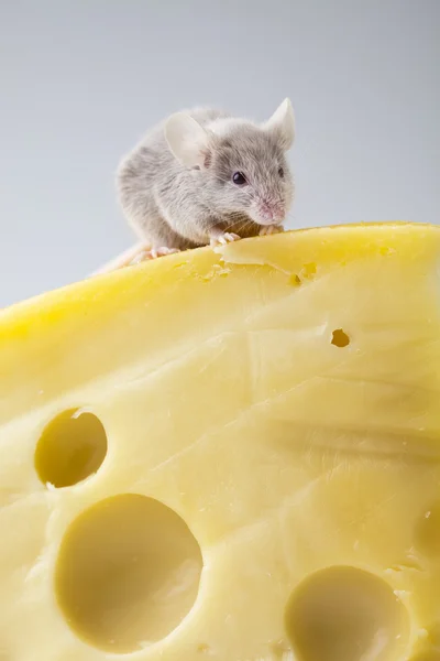 奶酪上有趣的老鼠 — 图库照片