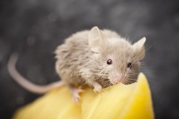 stock image Mouse on the cheese