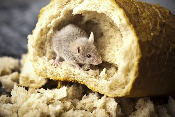 Mouse and bread — Stock Photo, Image