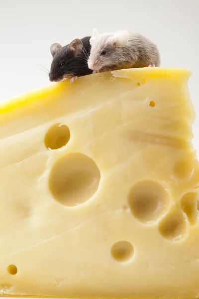 Funny mouse on the cheese — Stock Photo, Image