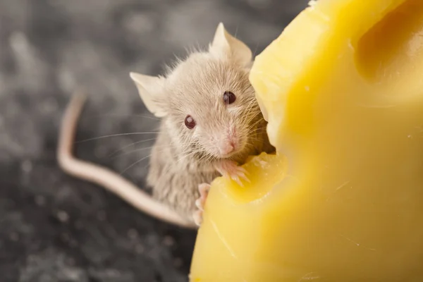 Stock image Cheese and mouse