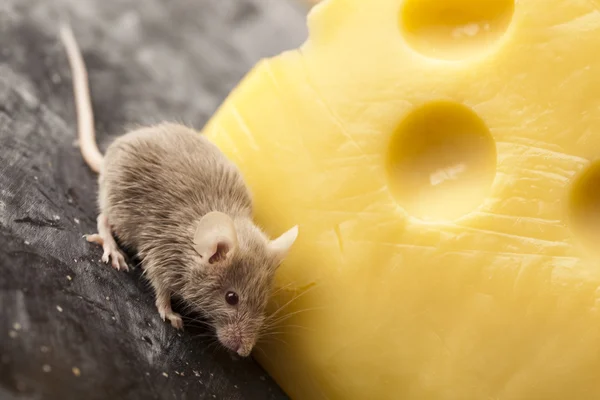 Τυρί και το ποντίκι — Φωτογραφία Αρχείου