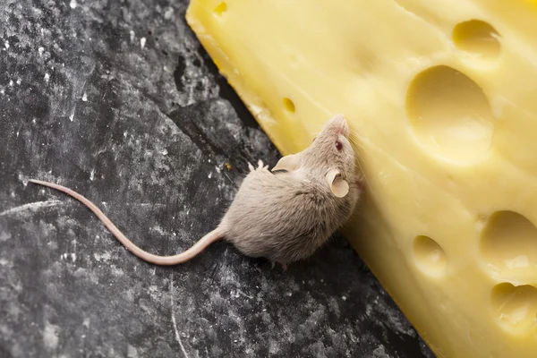 Queijo e rato — Fotografia de Stock