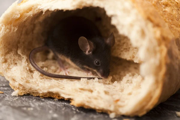 Мышь и хлеб — стоковое фото