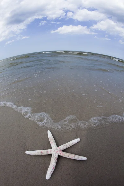Seastar på stranden — Stockfoto