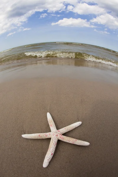 Seastar sulla spiaggia — Foto Stock