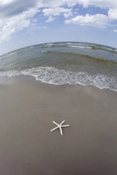 Seastar på stranden — Stockfoto