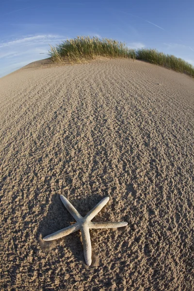 Seastar na pláži — Stock fotografie