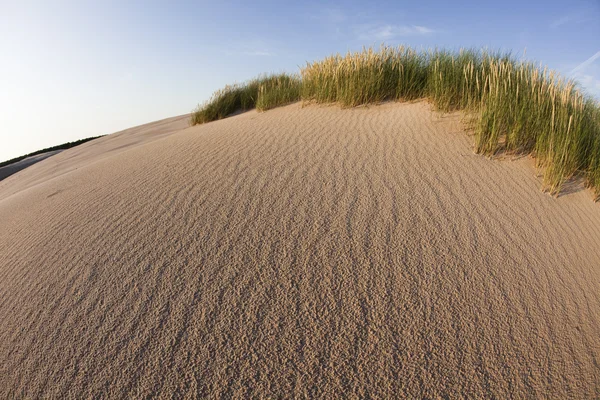 Desert dunes — Stock Photo, Image