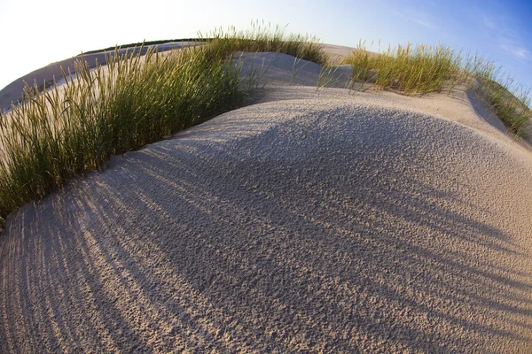Sandlandskap i öknen — Stockfoto