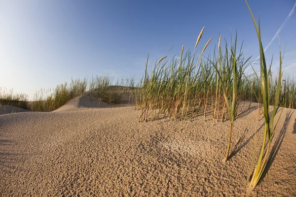 Paesaggi di sabbia nel deserto — Foto Stock