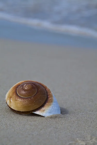 Sea shell on the beach — Stock Photo, Image