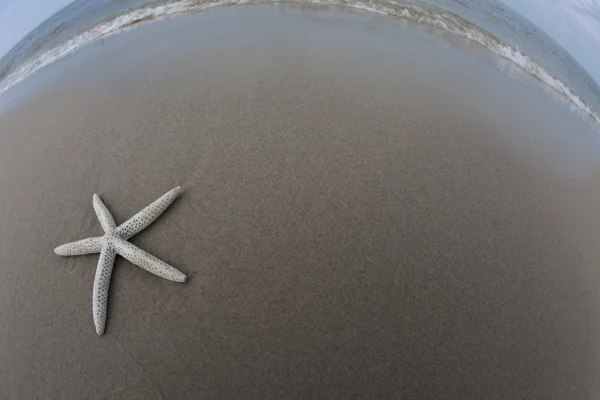Tengeri kagyló a strandon — Stock Fotó