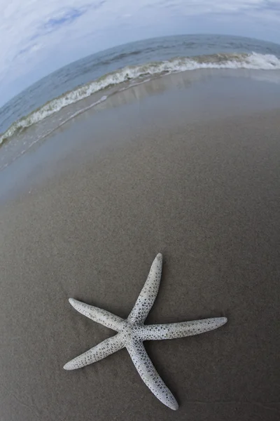 Concha do mar na praia — Fotografia de Stock