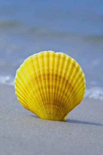 Sea shell on the beach — Stock Photo, Image