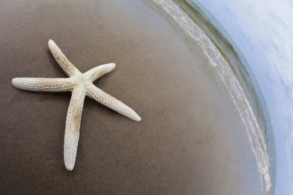 Mořská mušle na pláži — Stock fotografie