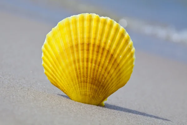 Sea shell on the beach Stock Image