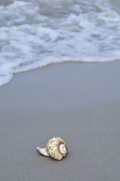 Concha do mar na praia Imagens De Bancos De Imagens