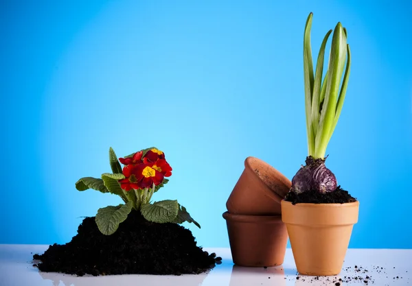 Rostliny a zahrada — Stock fotografie