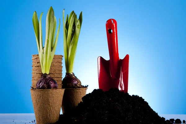 Kertészeti koncepció, tavaszi kert — Stock Fotó