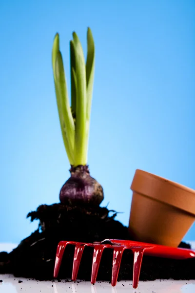 Kert fogalma, növény — Stock Fotó