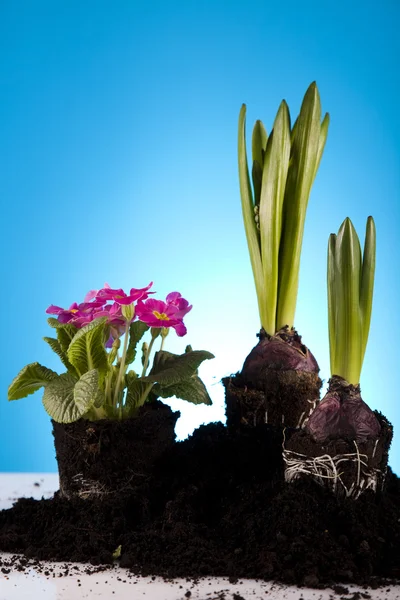 Trädgårds-växten — Stockfoto