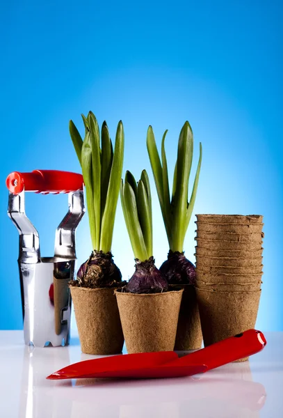 Tuinplant — Stockfoto