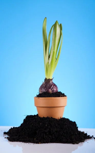 Kerti növény — Stock Fotó