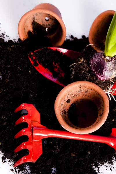 Växt och trädgård verktyg — Stockfoto