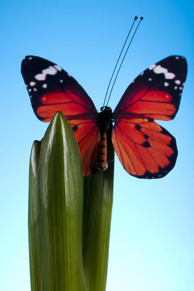 stock image Garden plant