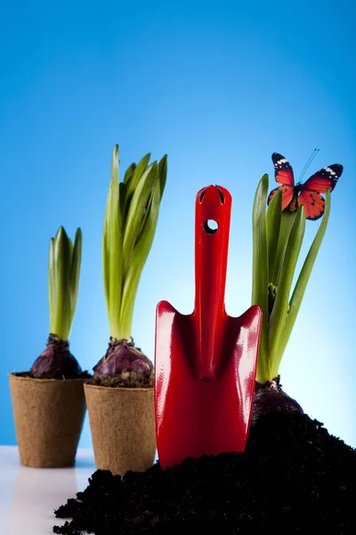 Plant en tuin tool — Stockfoto