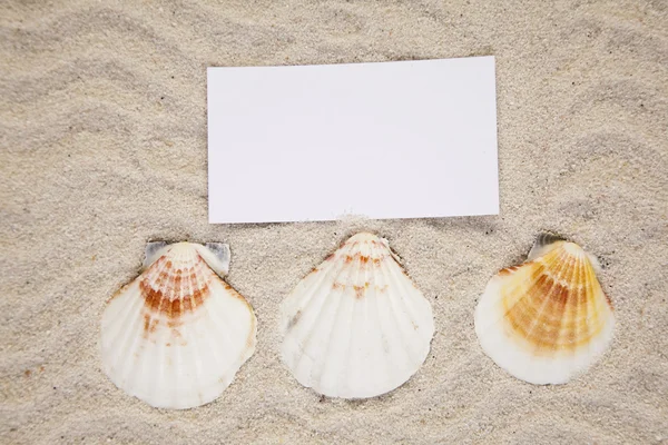 Messages between sands and shells — Stock Photo, Image