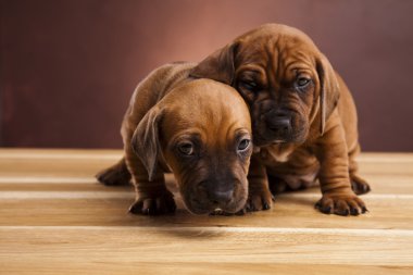 Bebek köpekler