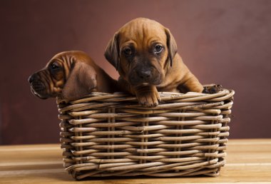 Bebek köpekler