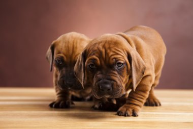 Bebek köpekler