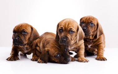 kukla amstaff, dachshund