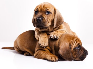 kukla amstaff, dachshund