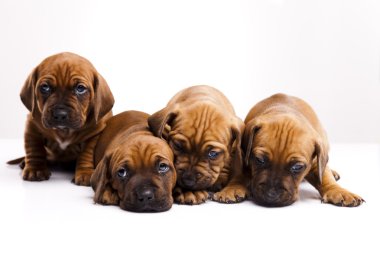 kukla amstaff, dachshund