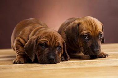 kukla amstaff, dachshund