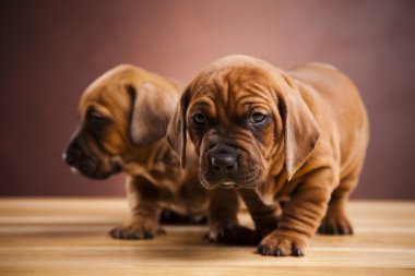 kukla amstaff, dachshund