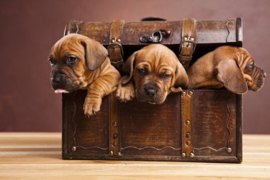 kukla amstaff, dachshund