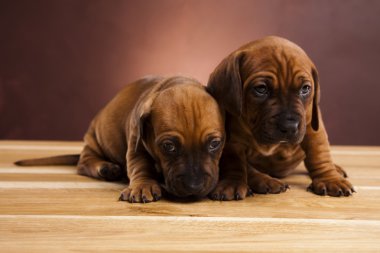 kukla amstaff, dachshund